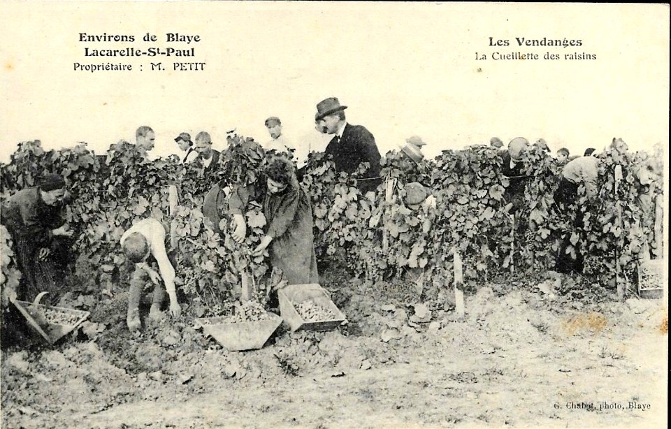Saint-Paul - vendanges