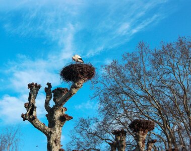 Nature branch stork photo