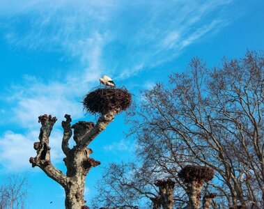 Nature branch stork