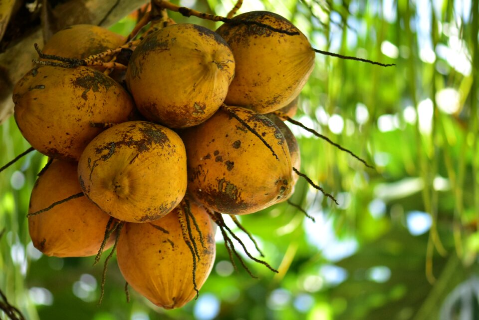 Tropical plant food fruit