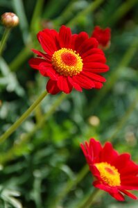 Petal garden red