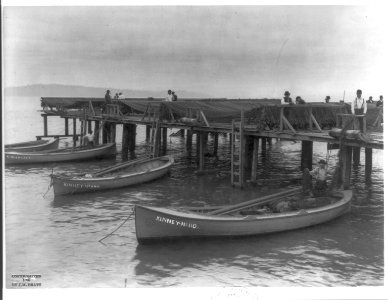 Salmon fishing on Columbia River, Ore.- loading the nets LCCN2006688451