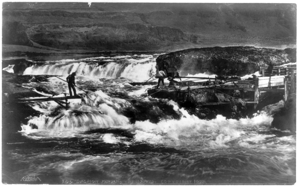 Salmon jumping the rapids LCCN2003663668
