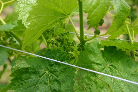Sakonnet Vineyards Tour (4754849539)
