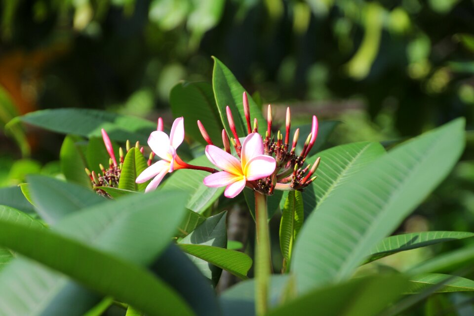 Bloom tropical green
