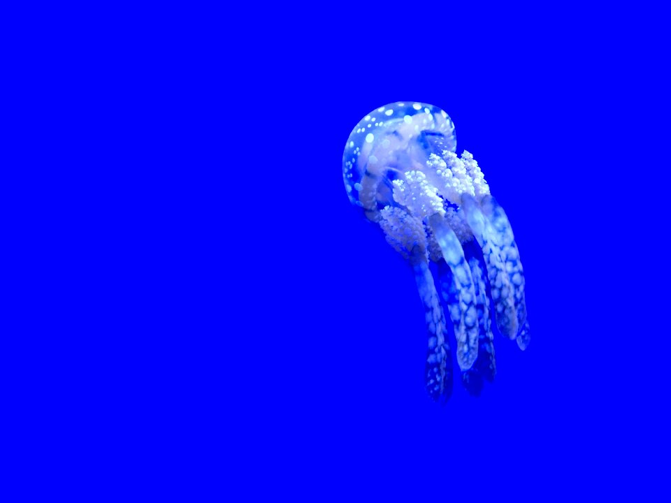 Ocean underwater blue