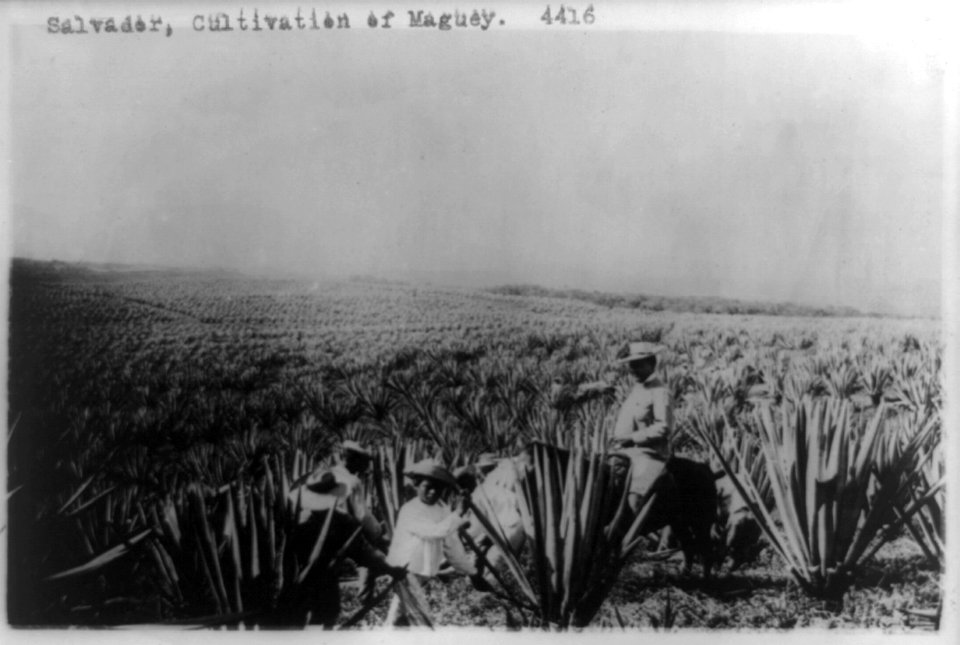 Salvador, cultivation of maguey LCCN89713996