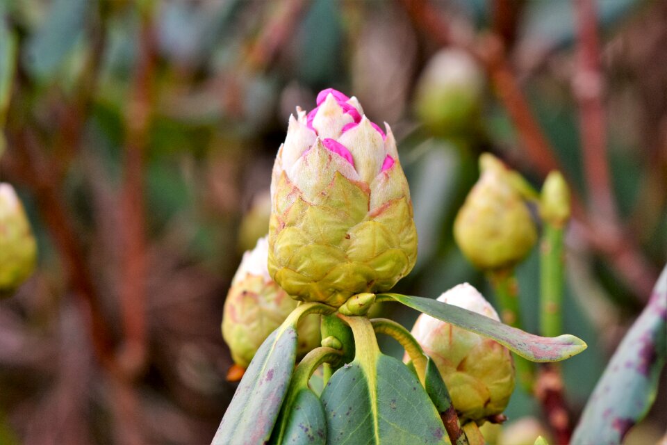 Bud blossom bloom