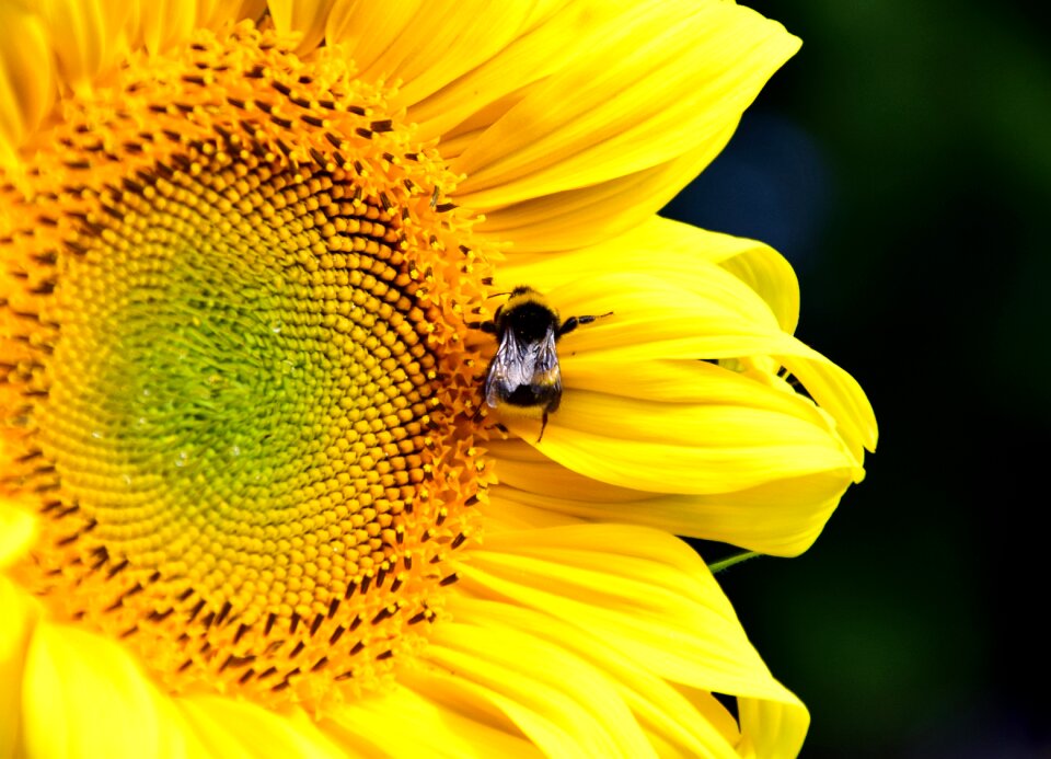 Bloom summer yellow