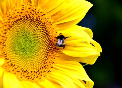 Bloom summer yellow