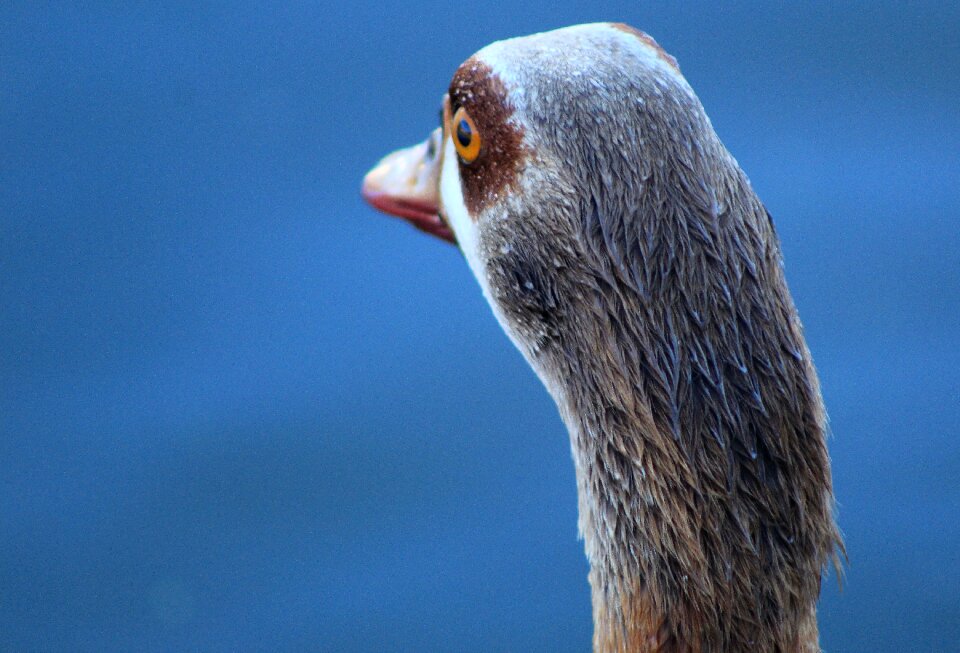 Duck bird water photo