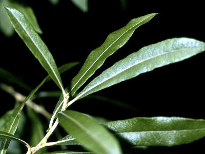 Salix humilis NRCS-2