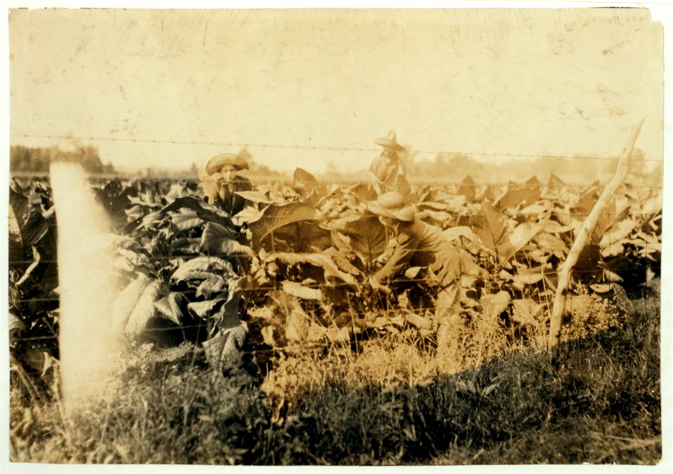 Sam Galloway, 12 years and John Galloway, 16 years working out for Sam Crawley, who is 17 years old. The former live on a farm a few miles away and go to Keats and Bethel School, Div. 3, LOC nclc.00538