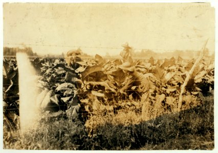 Sam Galloway, 12 years and John Galloway, 16 years working out for Sam Crawley, who is 17 years old. The former live on a farm a few miles away and go to Keats and Bethel School, Div. 3, LOC nclc.00538