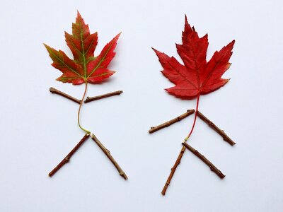 Fall leaves fall leaves background season