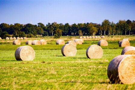 Agriculture hay bales round bales photo