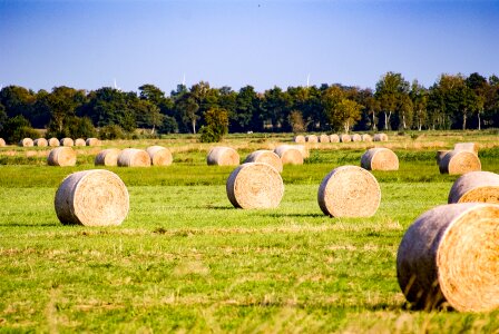Agriculture hay bales round bales