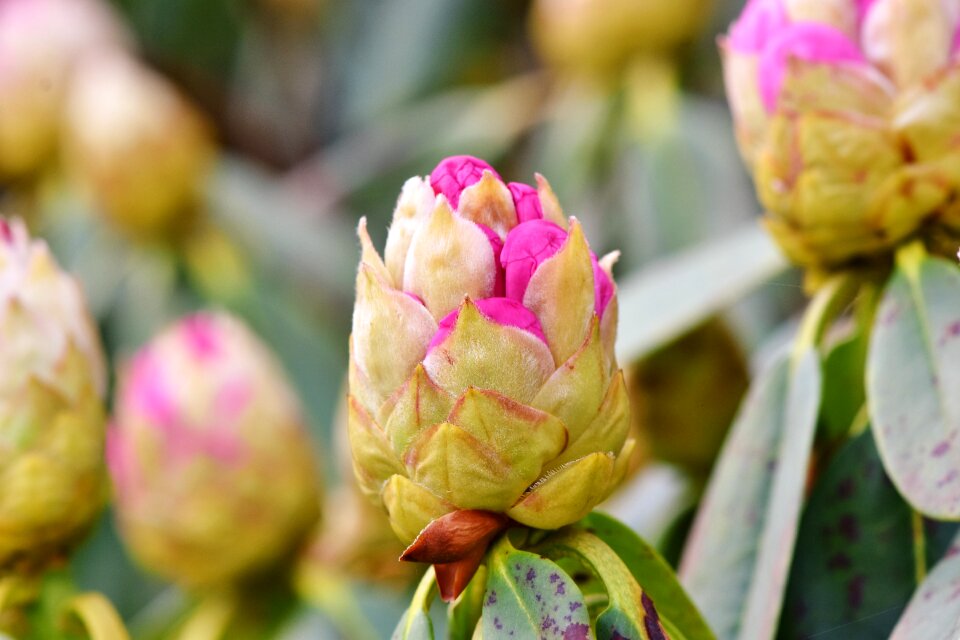 Bud blossom bloom