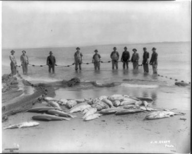 Salmon fishing on Columbia River, Ore.- 10 fishermen posed with net and catch LCCN2006688449