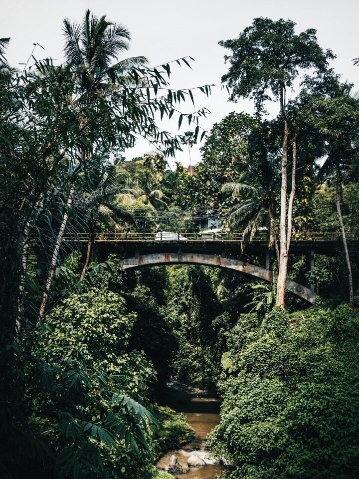 Trees bridge structure