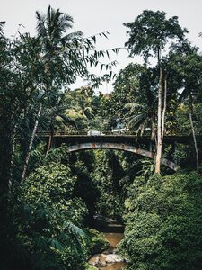 Trees bridge structure