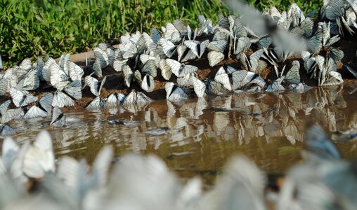 Background reflection butterfly