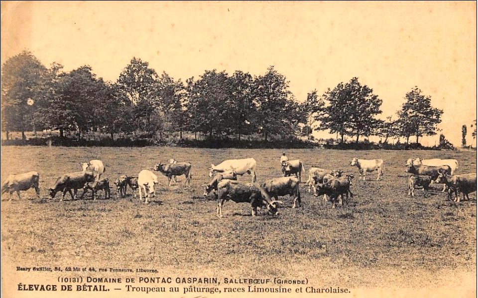 Salleboeuf domaine-de-pontac-gasparin 2