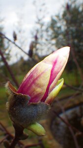 Plant leaf plants petal