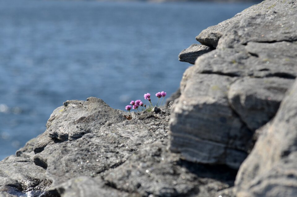 Water seashore gray rock