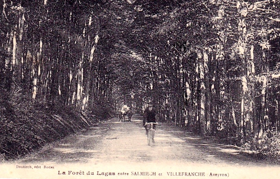 Salmiech - Forêt de Lugas