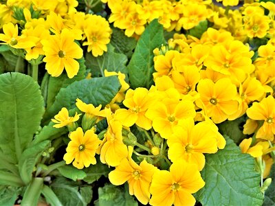 Potted plant spring flowers yellow flowers