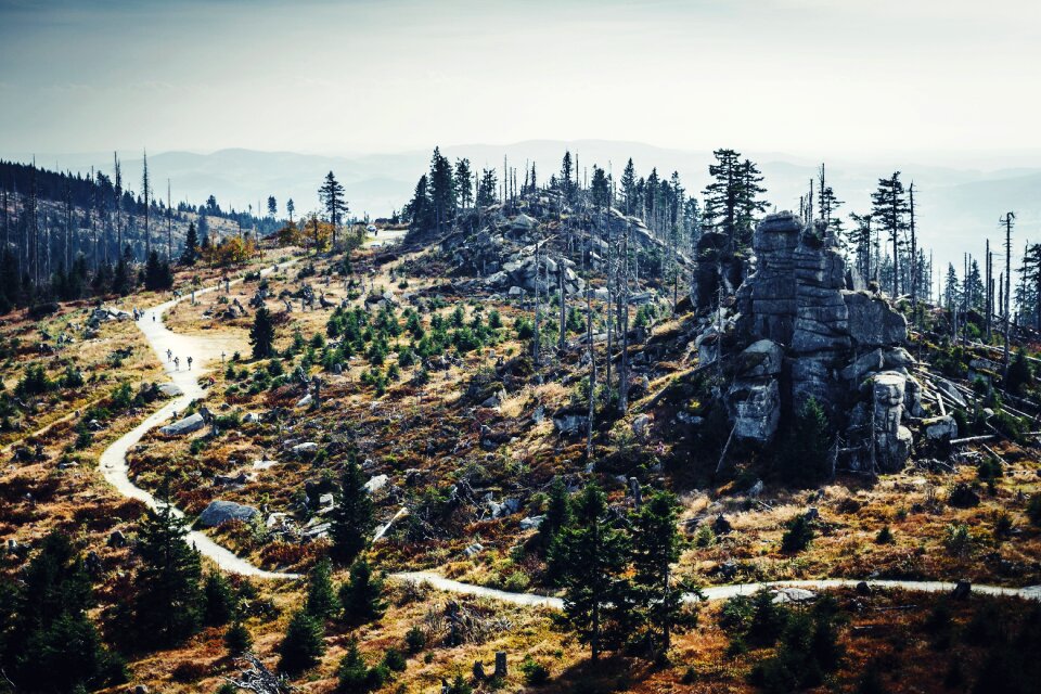 Nature reforestation rock