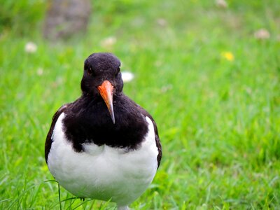 North sea wadden sea water bird