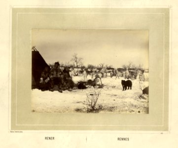 Samer i pesk sitter foran teltet sitt på vidda. Reinsdyrflokk og en hund - Norsk folkemuseum - NF.15006-062