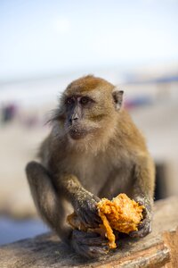Monkey kfc junk food