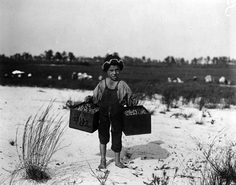 Salvin Nocito, 5 years old, carries 2 pecks of cranberries for long distance to the bushel man. Whites Bog. Brown... - NARA - 523267