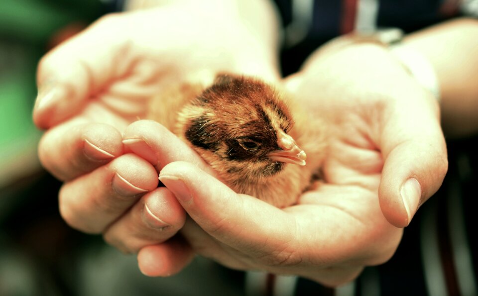 Fluffy young animal small
