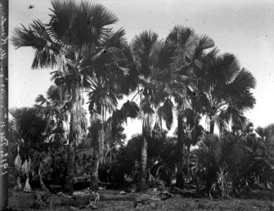 Salta palmsvegetation på väg till S-te Marie. S-te Marie de Marovoay. Madagaskar - SMVK - 021935 photo