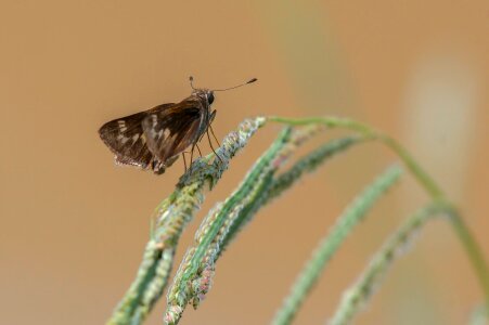 Nature wildlife animalia