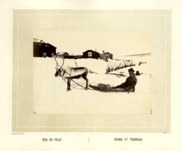 Same med pesk sitter i en pulk etter et reinsdyr. bebyggelse i bakgrunnen - Norsk folkemuseum - NF.15006-054