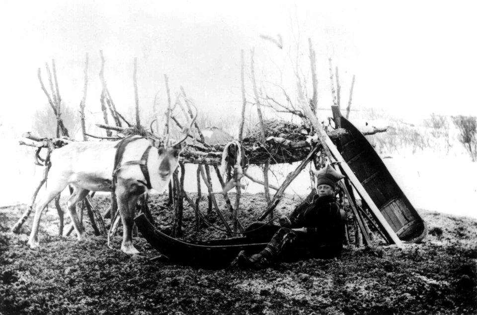 Samen Ole Johannes Must i pulk med reinsdyr foran moselager, ved doktorgården Solheim, Kirkenes - Norsk folkemuseum - NF.08407-010
