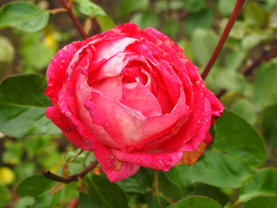 Withered flower pink rose