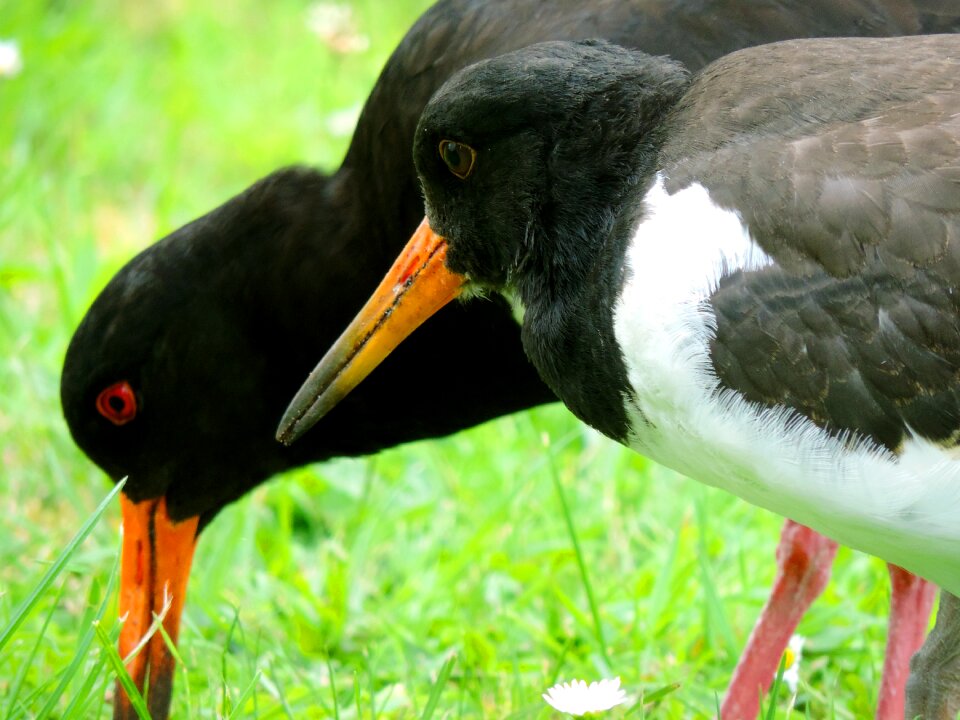 Watt bird seevogel mother and child