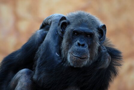 Gorilla animal primate