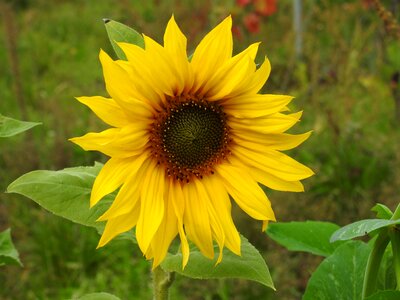 Flower yellow plant photo