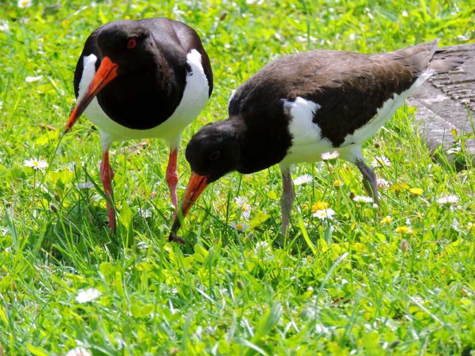 Watt birds seevogel bird