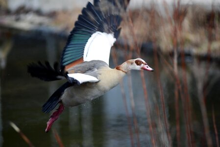 Animal world nature flight