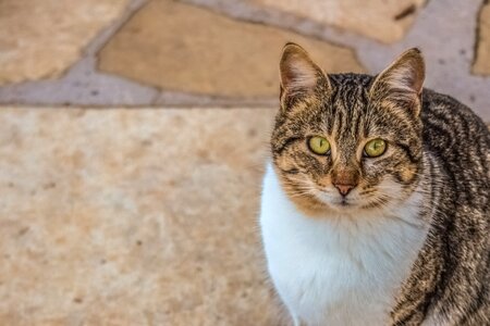 Face cute animal