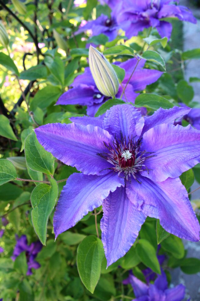 Clematis garden nature