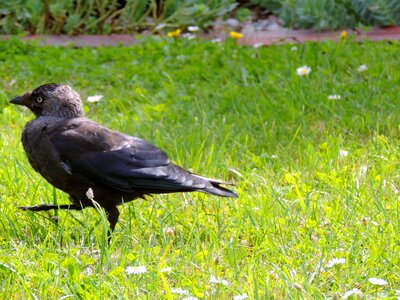 Songbird bird crow photo